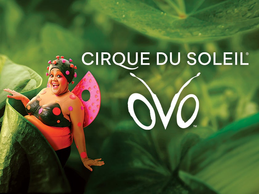 More Info for Cirque du Soleil OVO